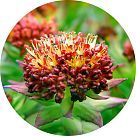 Родиола розовая