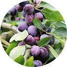 Сливовое дерево