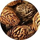 Фруктовые косточки