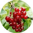 Красная смородина