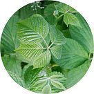 Лист ежевики