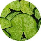 лист лотоса