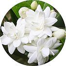 Гедион (Hedione)