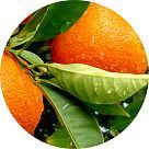 Лист апельсина