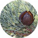 Голубой кипарис