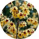 Химонантус