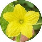 Цветок мускатной дыни