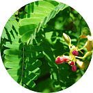 Лист тамаринда