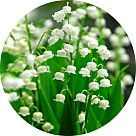 Хиверналь (Hivernal)