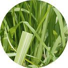 Лемонграсс