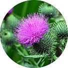 Чертополох