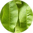 Лист персика