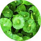 Центелла азиатская (готу кола)