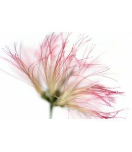 Les Eaux De Fleur Collection - Eau De Fleur de Soie 2008 от 2&nbsp;217 ₽ в интернет магазине парфюмерии myparfume.ru