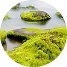 Морской мох