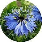 Чернушка дамасская