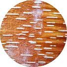 Китайская красная береза