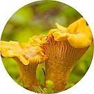 Лисички (грибы)