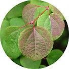 Японский багрянник (кацура)