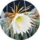 Селеницереус (царица ночи)