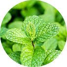 Перечная мята