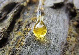 Еловая смола