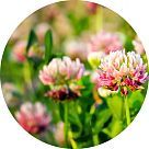 Амил салицилат