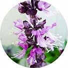 Цветок базилика