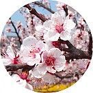 Цветок абрикоса