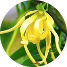 Лисиланг (Lisylang)