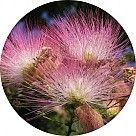 Альбиция шёлковая