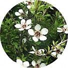 Цветок чайного дерева