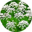 Цветение аниса