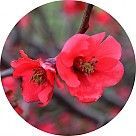 Цветок айвы