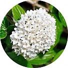 Спирея (кейп-мей)