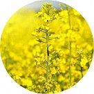 Цветок рапса