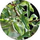 Лист миндаля