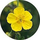 Солнцецвет монетолистный