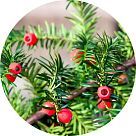 Тис ягодный