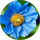 Голубой мак