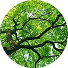 Бальзамное дерево