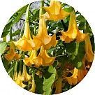 Бругмансия