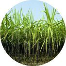 Сахарный тростник