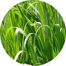 Пальмароза