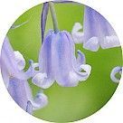 Колокольчик