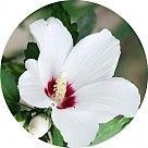 Белый гибискус