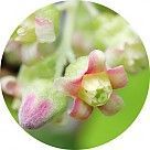 Цветы и бутоны черной смородины