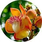 Курупита гвианская