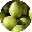 Зеленая груша