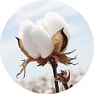 Цветок хлопка